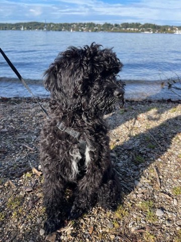 Ein schwarzer Hund sitzt am Ufer des Starnberger Sees